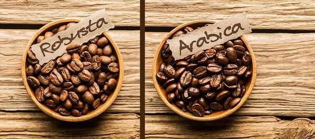 ini perbedaan antara kopi arabika dan kopi robusta
